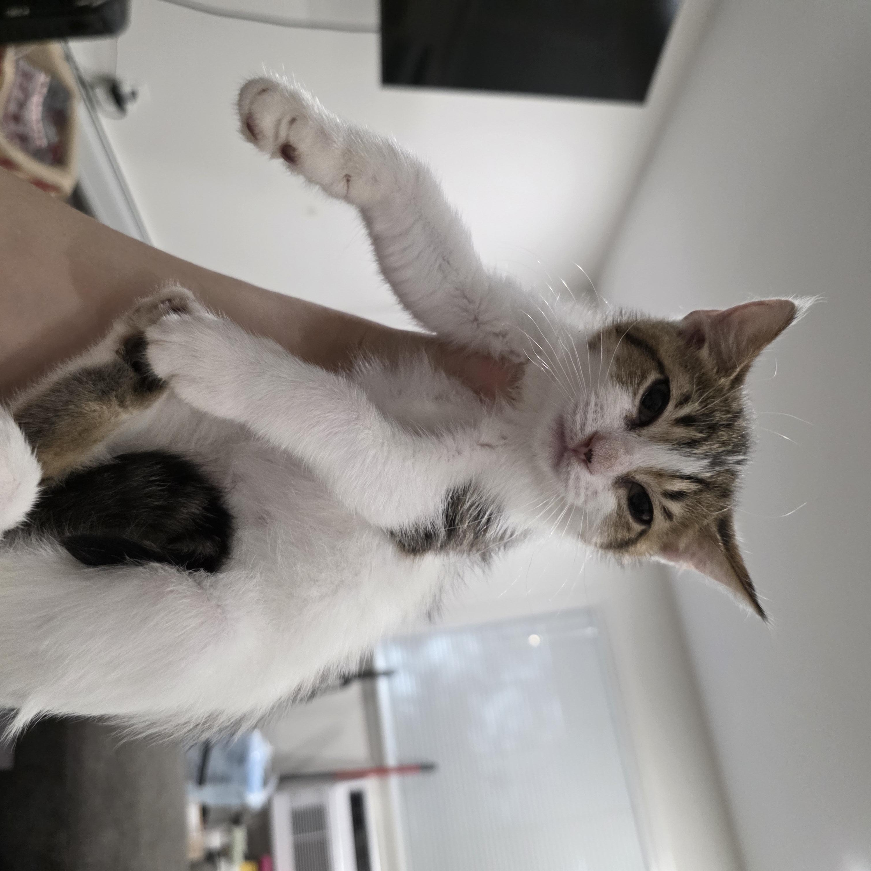 Enlarge Cherish, a ADOPTABLE mixed breed in Moriches, NY image 2/2