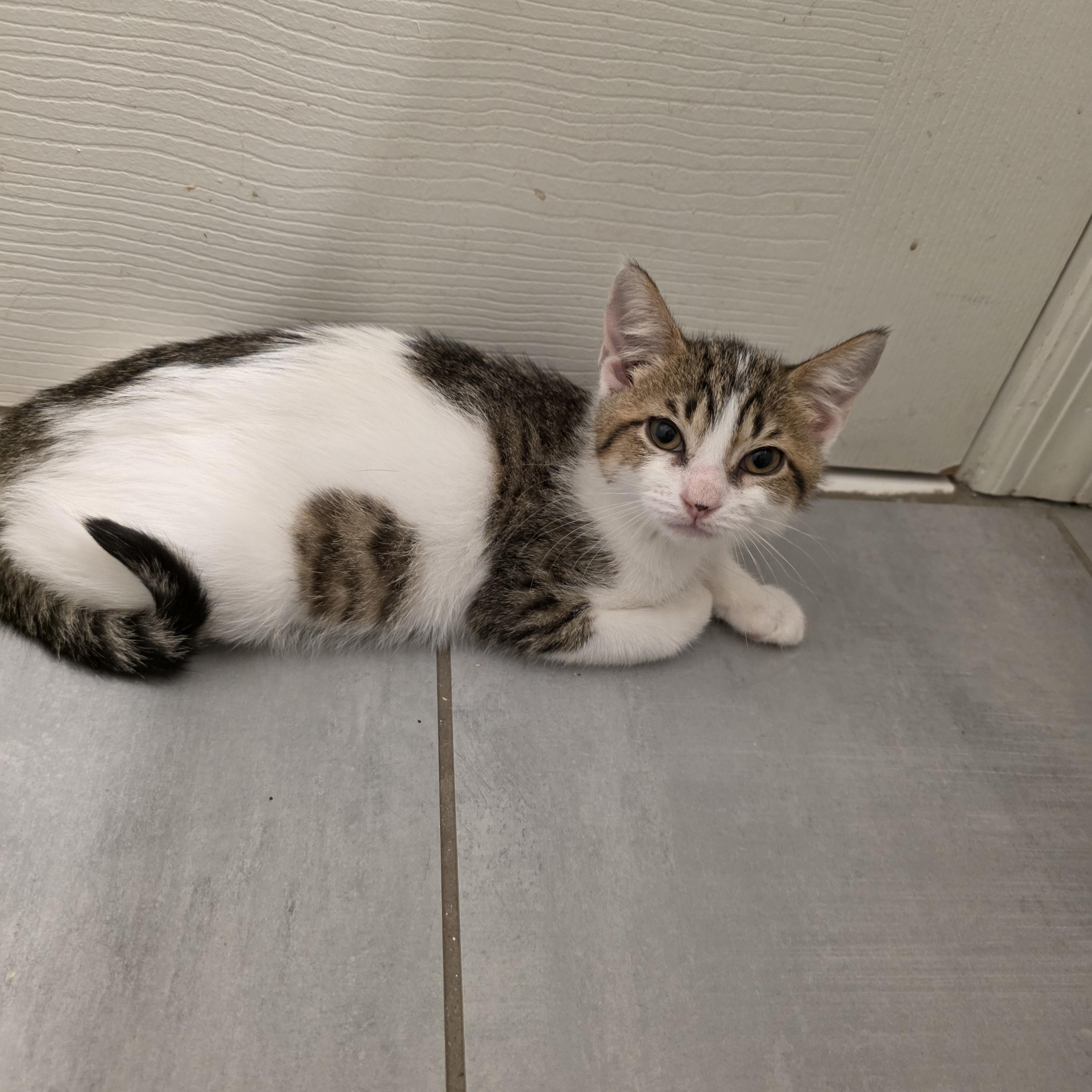 Cherish, ADOPTABLE, Kitten Female Domestic Short Hair.