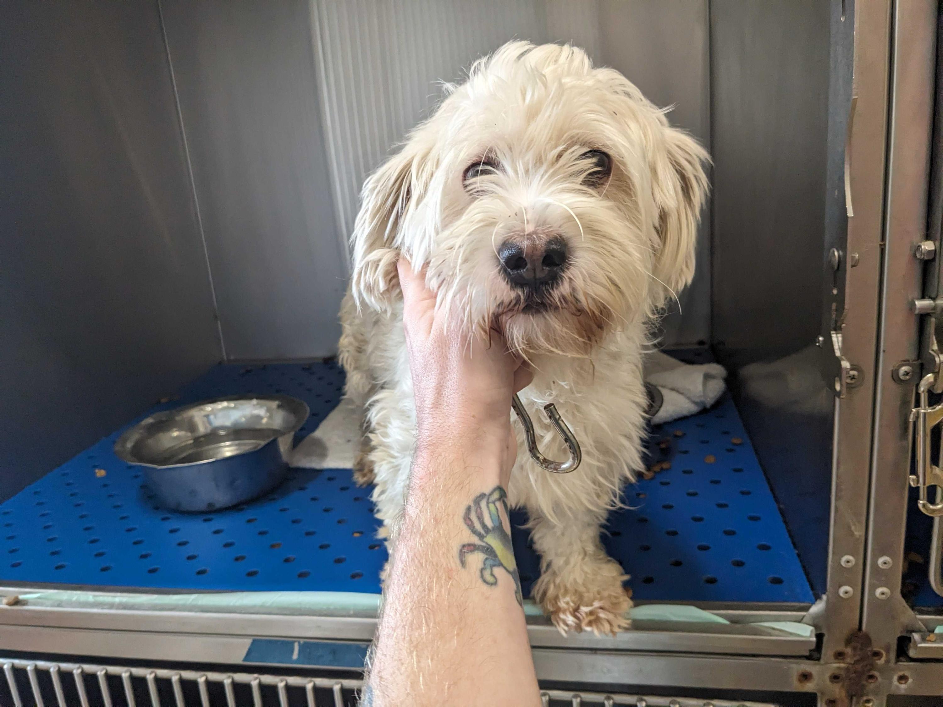 Enlarge Stefanie, a Adoptable mixed breed in Portland, ME image 1/1