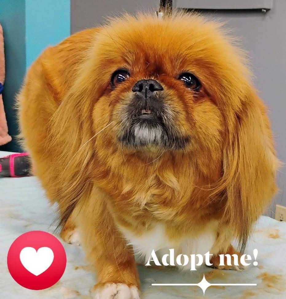 Ruby, an adoptable Pekingese in Saint Louis, MO, 63139 | Photo Image 1