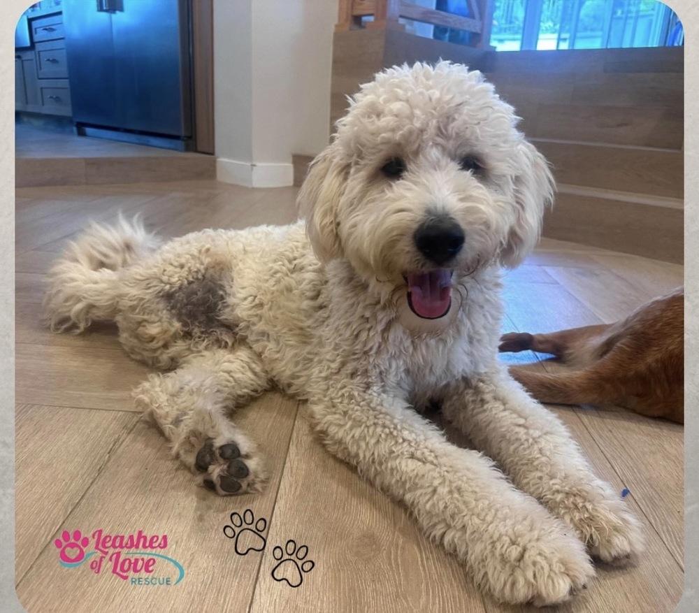 Skippy, Adoptable, Adult Male Goldendoodle.