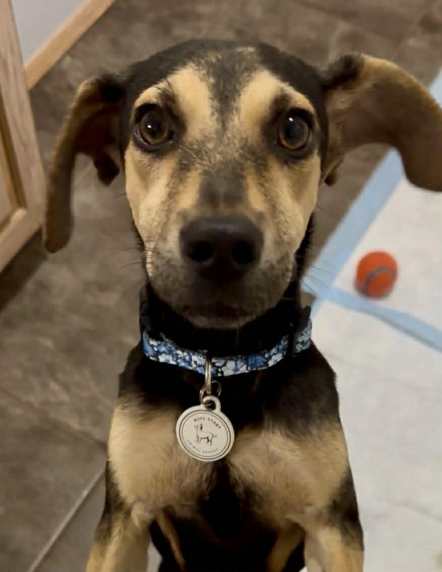 Kiwi, ADOPTABLE, Young Male Mixed Breed.