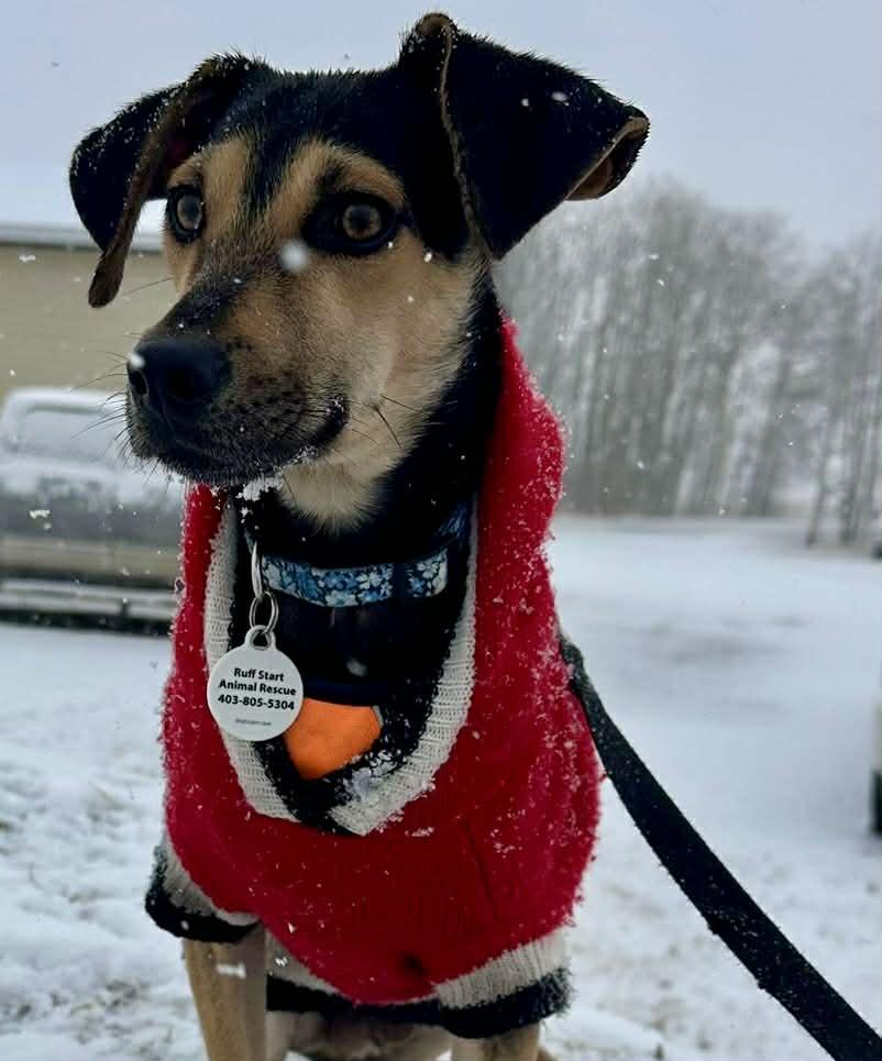 Enlarge Kiwi, a ADOPTABLE mixed breed in Calgary, AB image 2/4