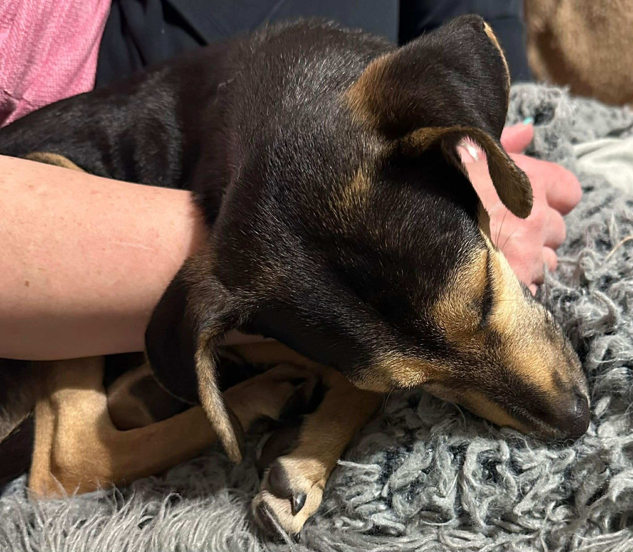 Enlarge Kiwi, a ADOPTABLE mixed breed in Calgary, AB image 3/4