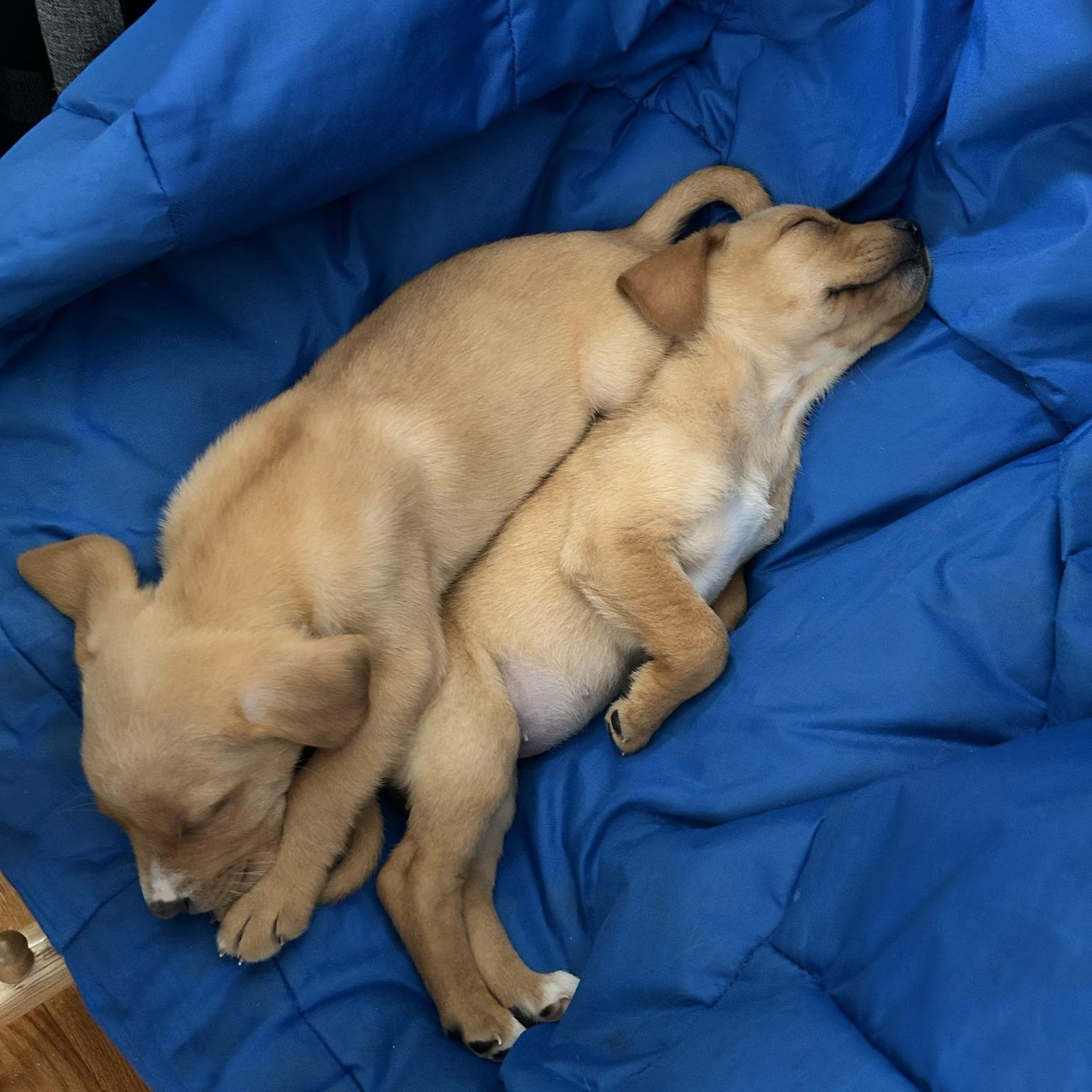 Enlarge Gorgeous Gumdrop, a ADOPTABLE mixed breed in Alexandria, VA image 3/5