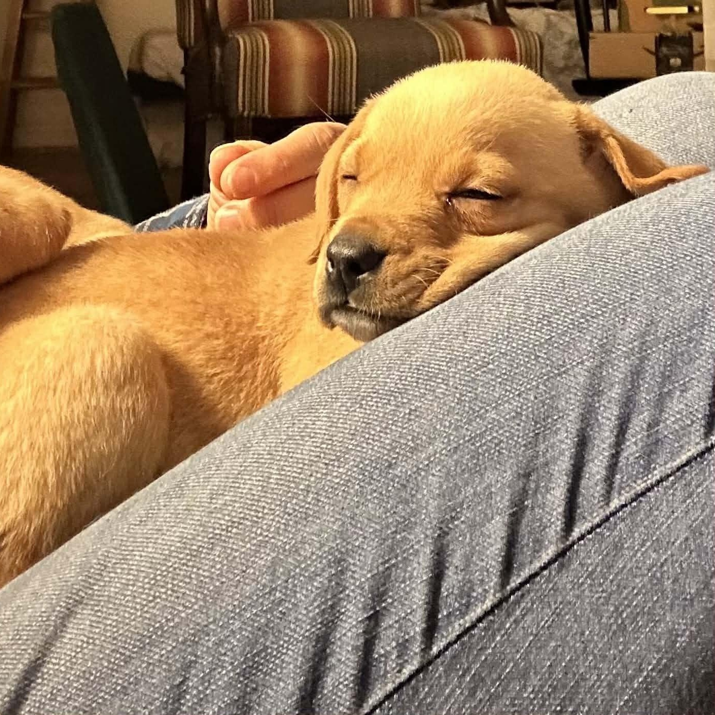 Enlarge Gorgeous Gumdrop, a ADOPTABLE mixed breed in Alexandria, VA image 5/5