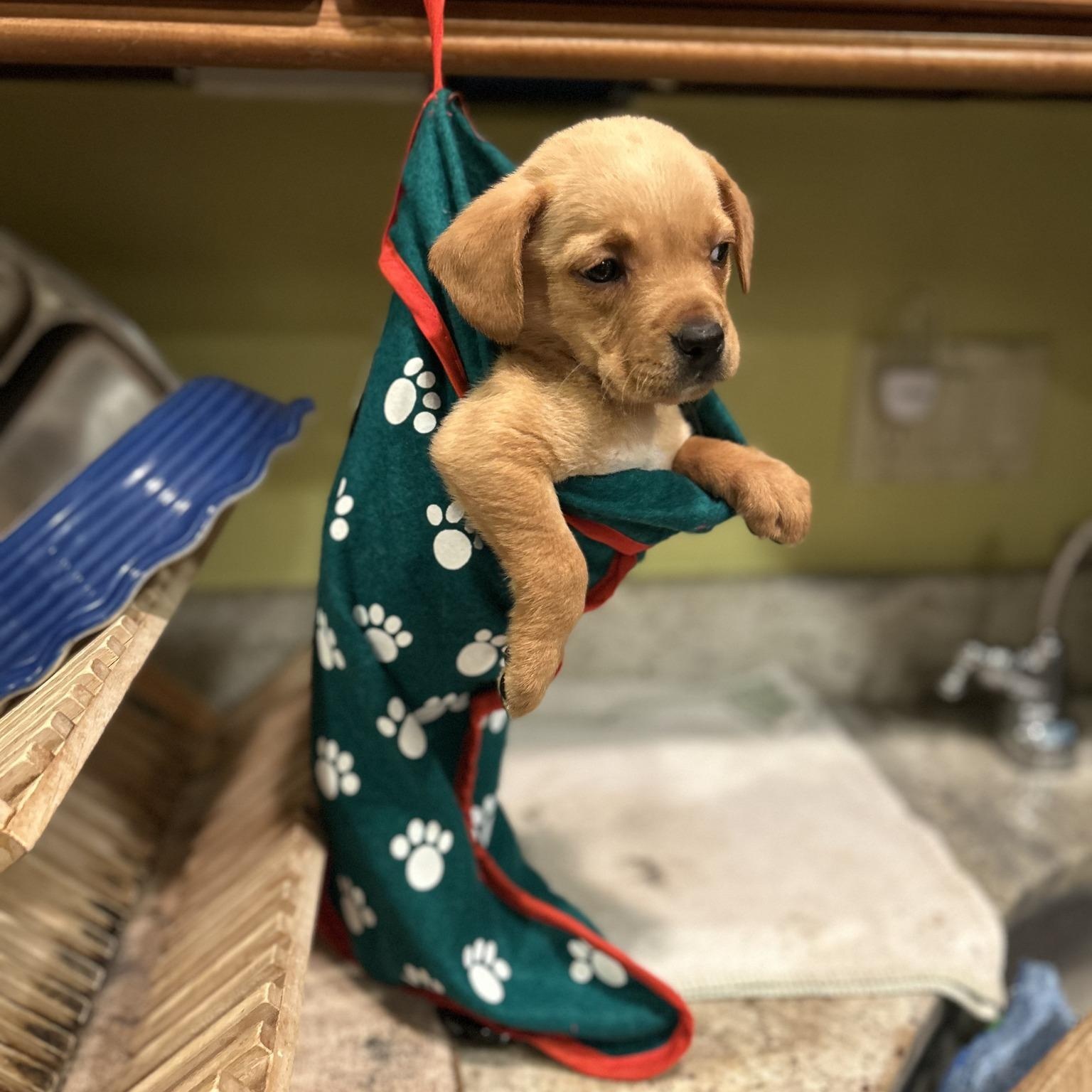 Enlarge Gorgeous Gumdrop, a ADOPTABLE mixed breed in Alexandria, VA image 1/5