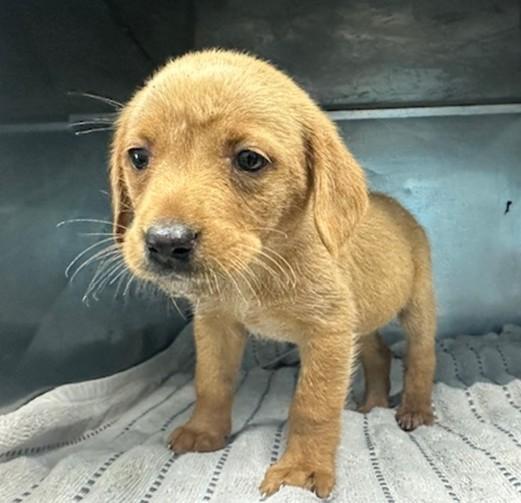 Gorgeous Gumdrop, ADOPTABLE, Puppy Female Labrador Retriever.