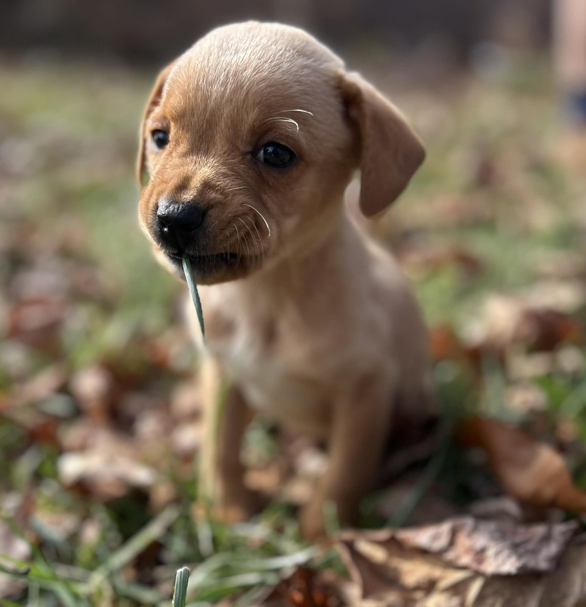 Enlarge Gorgeous Gumdrop, a ADOPTABLE mixed breed in Alexandria, VA image 2/5