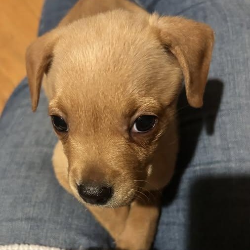 Enlarge Gorgeous Gumdrop, a ADOPTABLE mixed breed in Alexandria, VA image 4/5