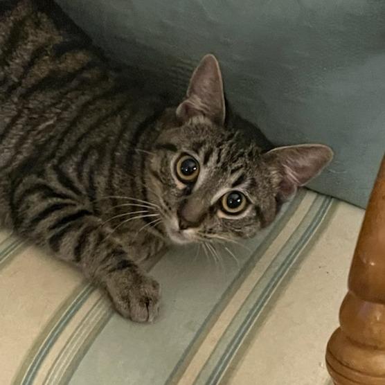 Enlarge Sophie, a Adoptable Domestic Short Hair in Houston, TX image 1/1