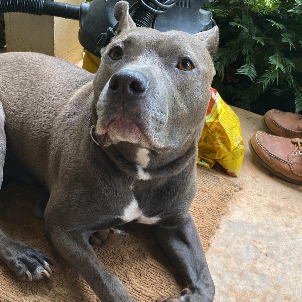 Piggy (I Have a Secret Crush!), a Adoptable mixed breed in Decatur, GA image 1/6