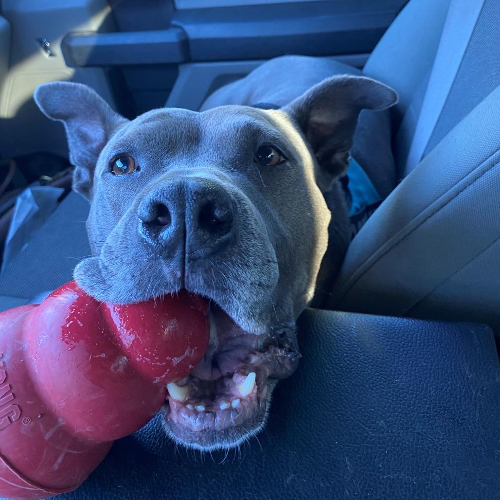 Enlarge Piggy (I Have a Secret Crush!), a Adoptable mixed breed in Decatur, GA image 2/6