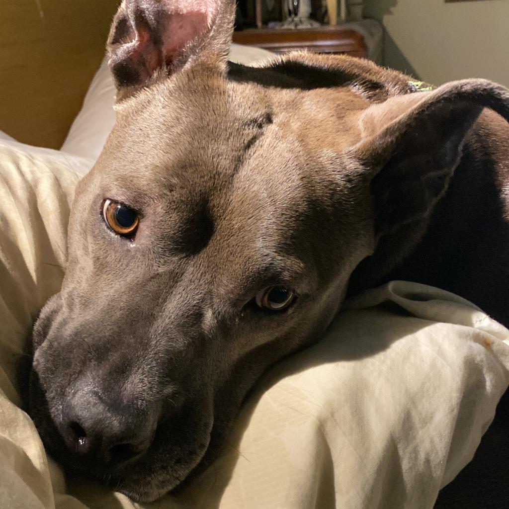 Piggy (I Have a Secret Crush!), a Adoptable mixed breed in Decatur, GA image 2/6