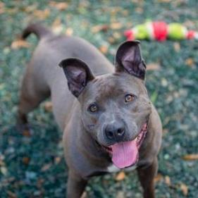 Piggy (I Have a Secret Crush!), a Adoptable mixed breed in Decatur, GA image 4/6