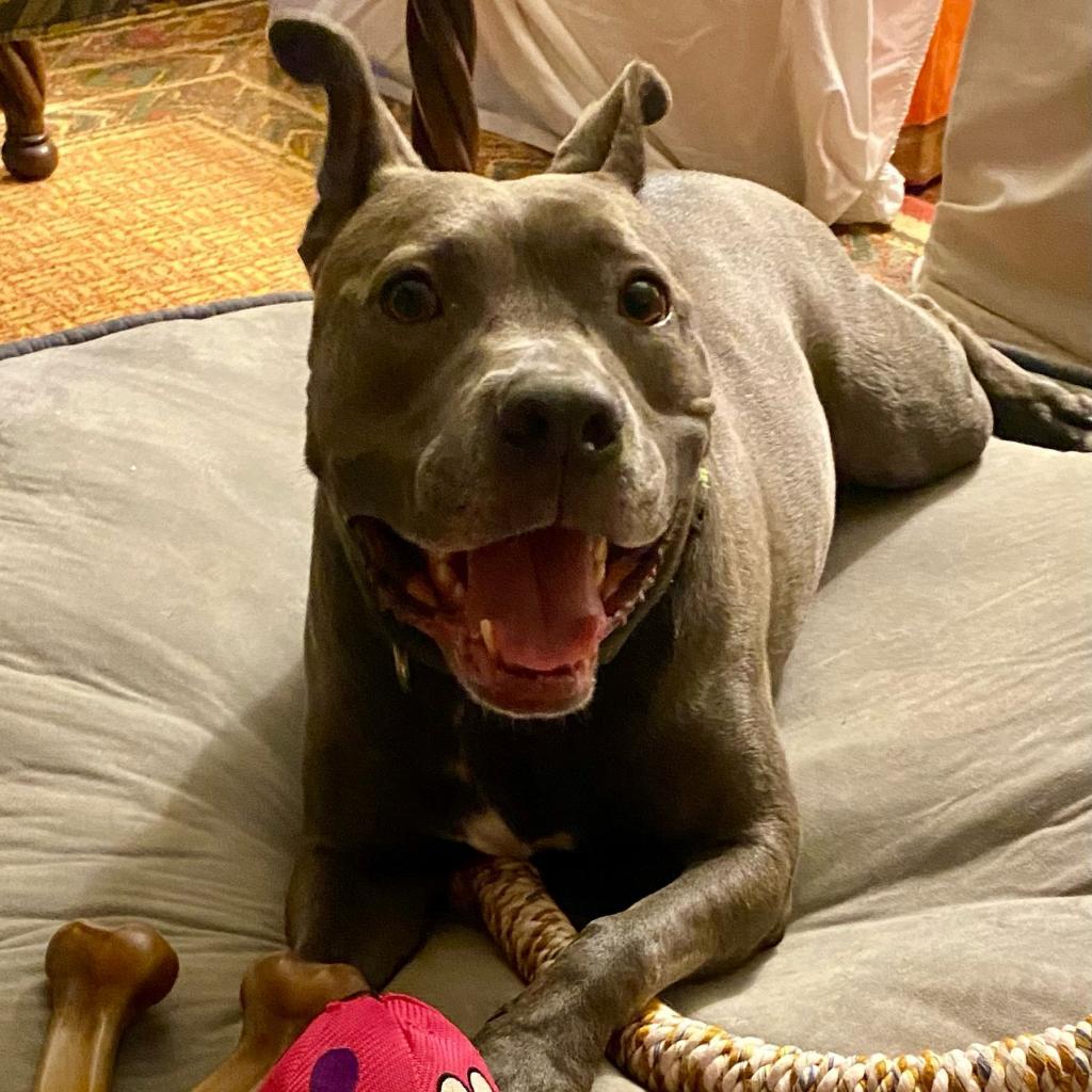 Piggy (I Have a Secret Crush!), a Adoptable mixed breed in Decatur, GA image 5/6