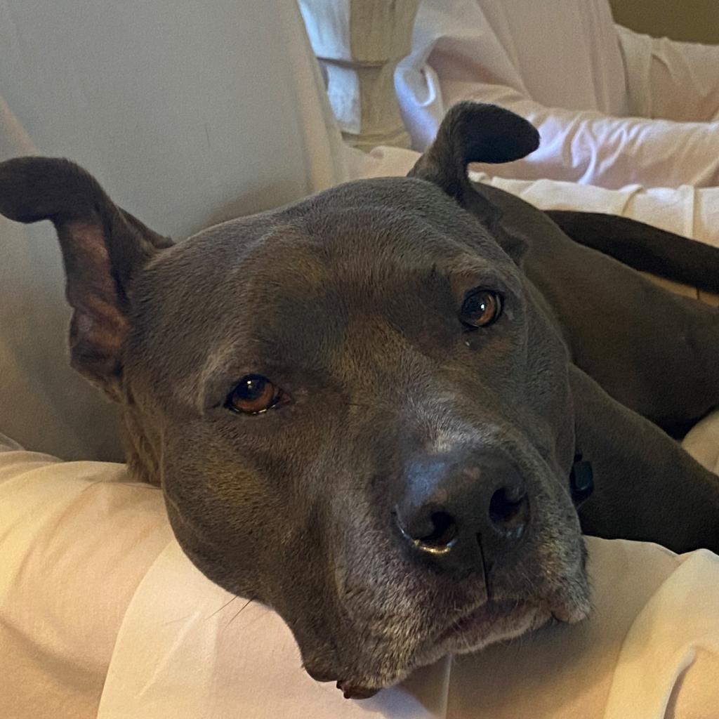 Piggy (I Have a Secret Crush!), a Adoptable mixed breed in Decatur, GA image 6/6