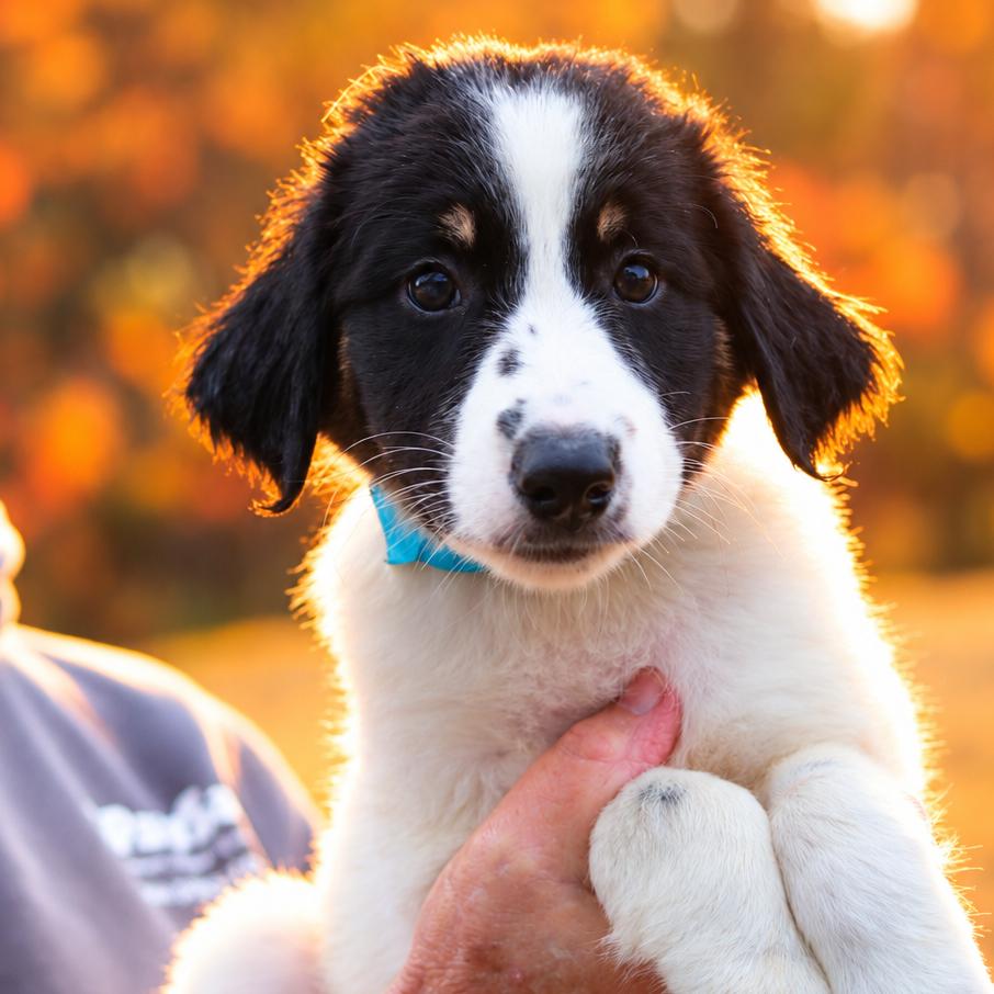 Enlarge CT Mask avail Oct 24 (Scarecrow Festival- Somers, CT), a Adoptable Australian Shepherd in Eastford, CT image 1/6