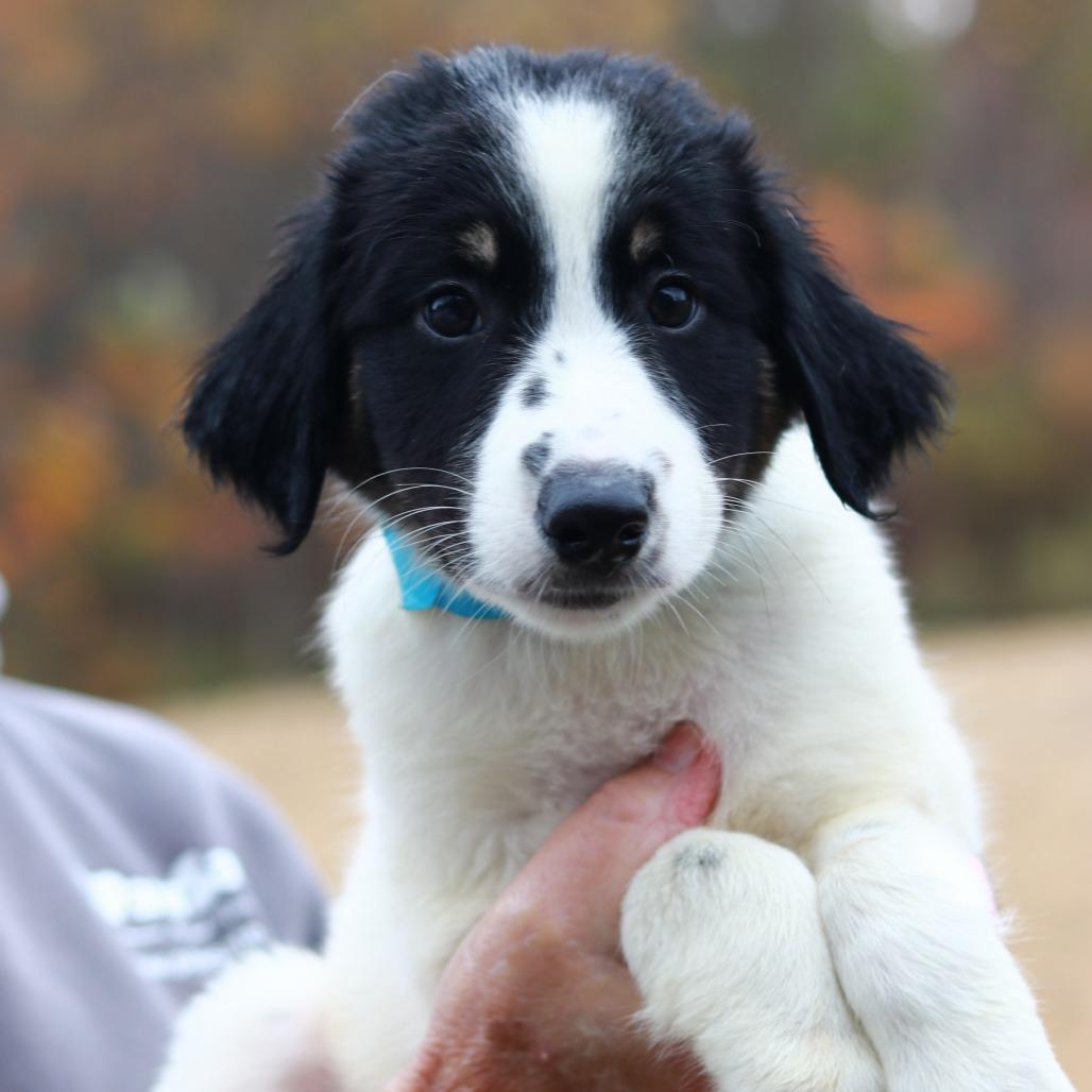 Enlarge CT Mask avail Oct 24 (Scarecrow Festival- Somers, CT), a Adoptable Australian Shepherd in Eastford, CT image 6/6