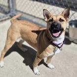 Navidad, Adoptable, Young Female Terrier & Mixed Breed.