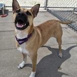 Navidad, a Adoptable mixed breed in Woodstock, IL image 2/3