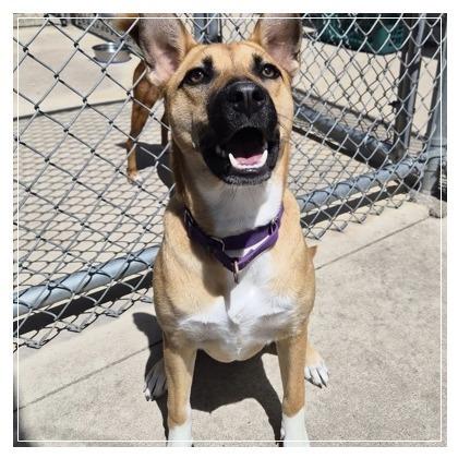 Navidad, a Adoptable mixed breed in Woodstock, IL image 3/3