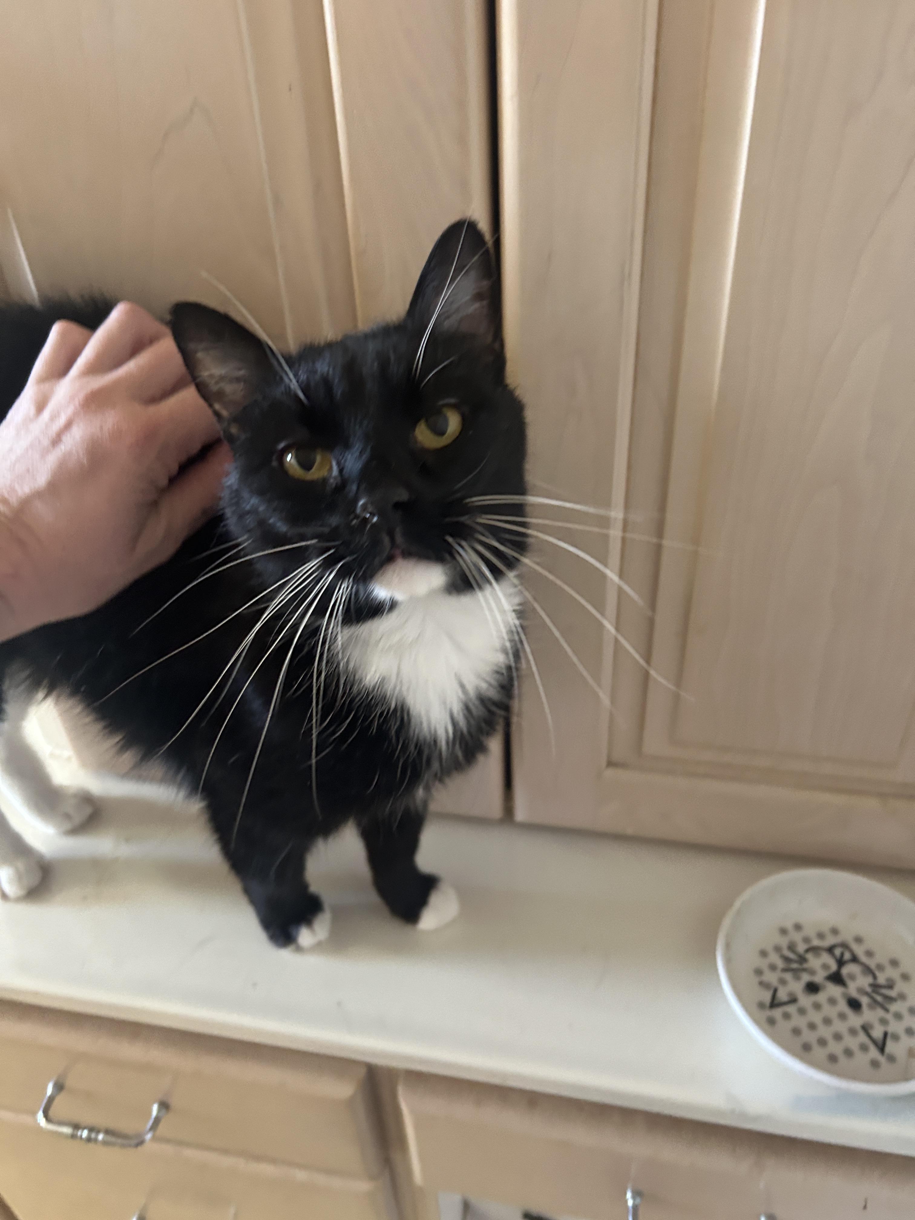 Enlarge Jetson, a Adoptable Domestic Short Hair in Vernal, UT image 1/1