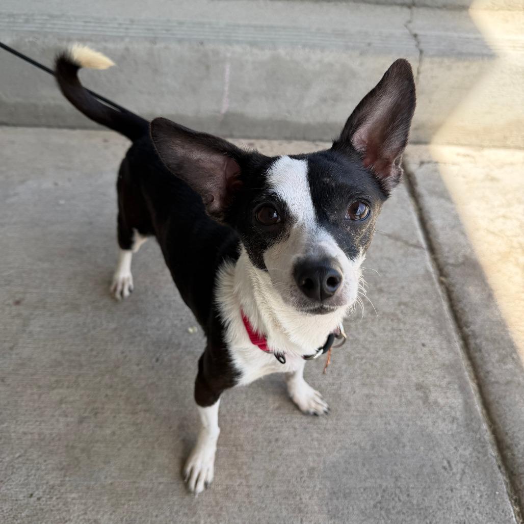 Toba, a Adoptable Mixed Breed in Bend, OR image 1/5