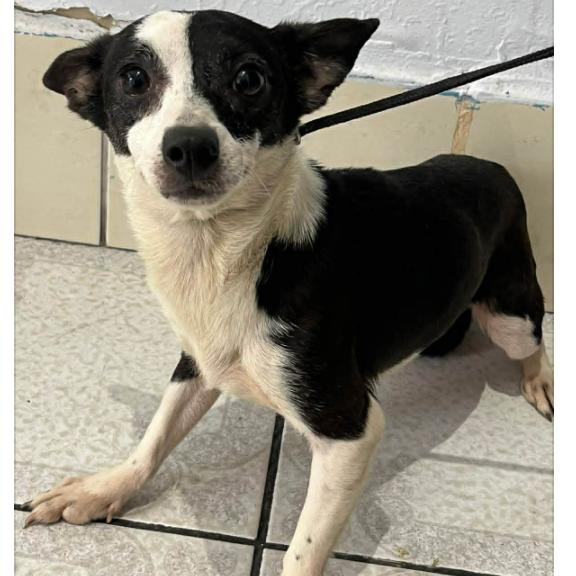 Toba, a Adoptable Mixed Breed in Bend, OR image 2/5