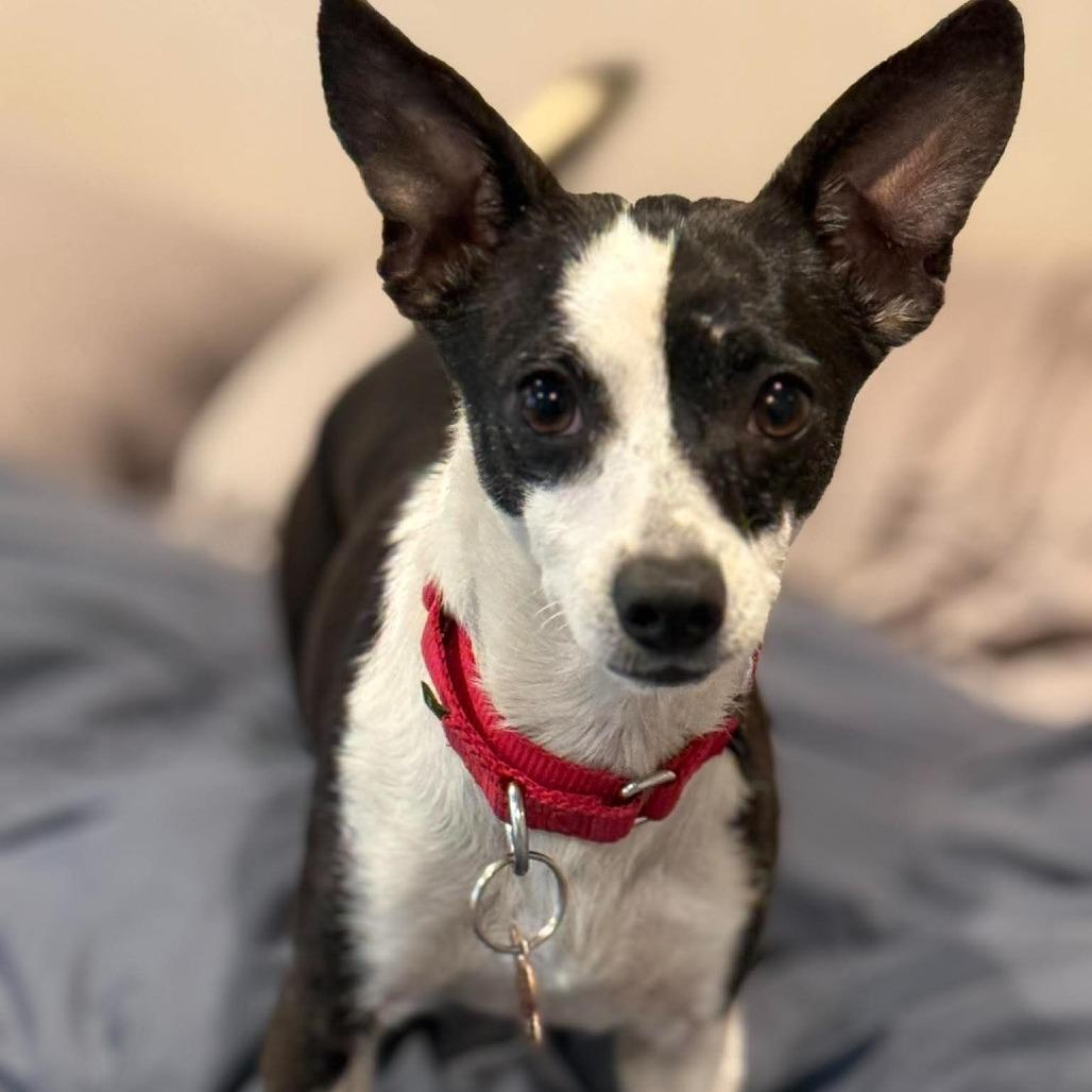 Toba, a Adoptable Mixed Breed in Bend, OR image 4/5