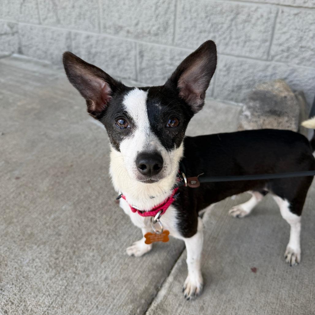 Toba, a Adoptable Mixed Breed in Bend, OR image 5/5