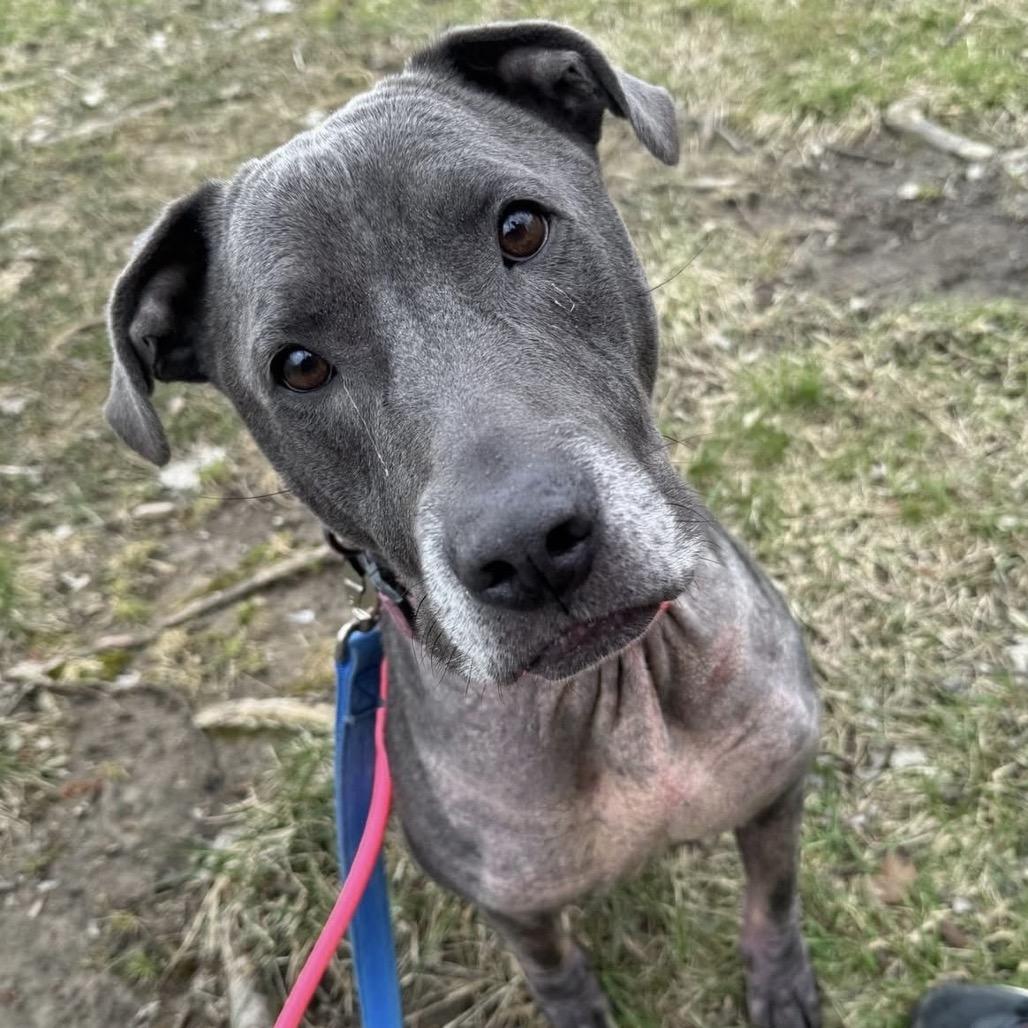 Dior, Adoptable, Adult Male Pit Bull Terrier.