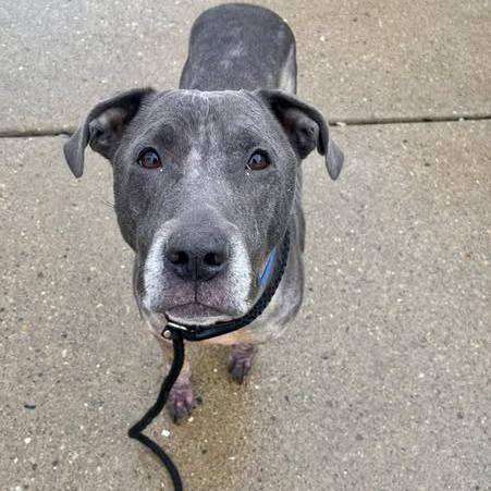 Dior, a Adoptable Pit Bull Terrier in Indianapolis, IN image 2/5