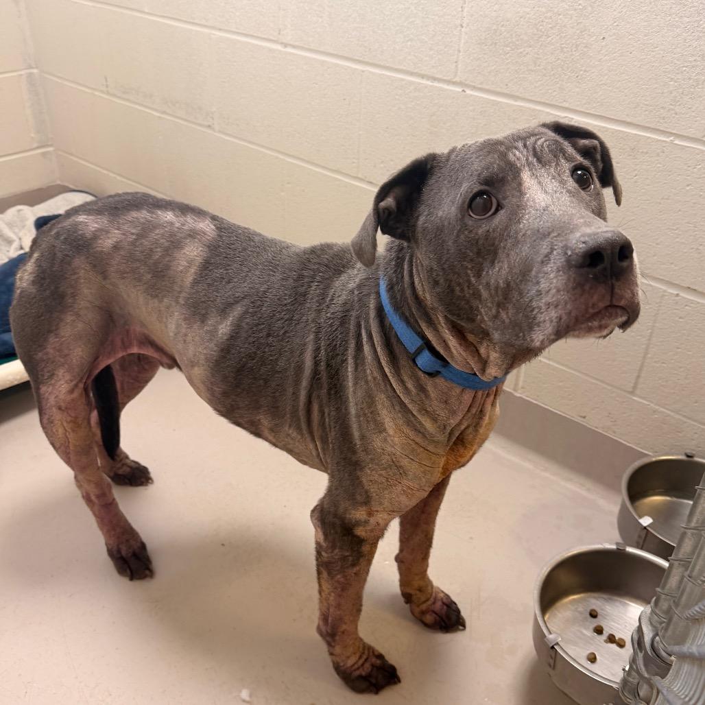 Dior, a Adoptable Pit Bull Terrier in Indianapolis, IN image 3/5