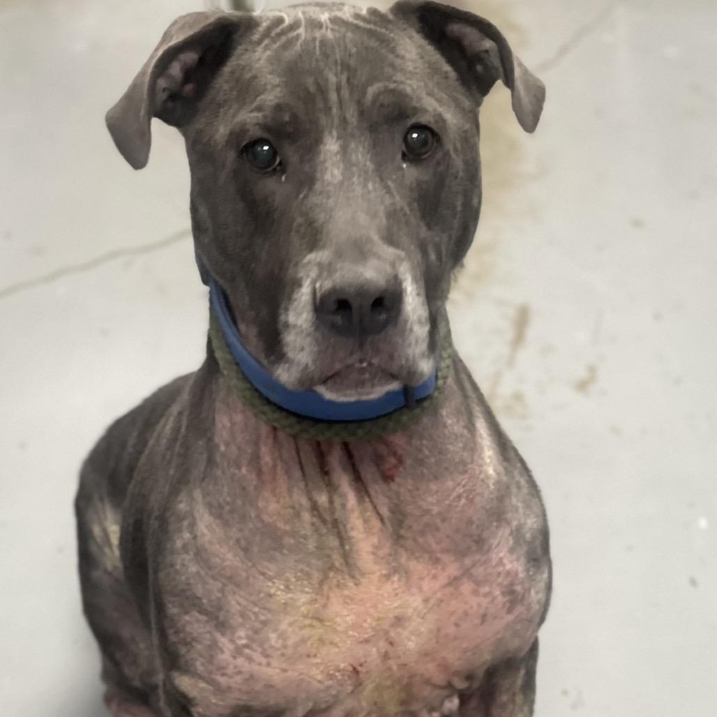 Dior, a Adoptable Pit Bull Terrier in Indianapolis, IN image 4/5