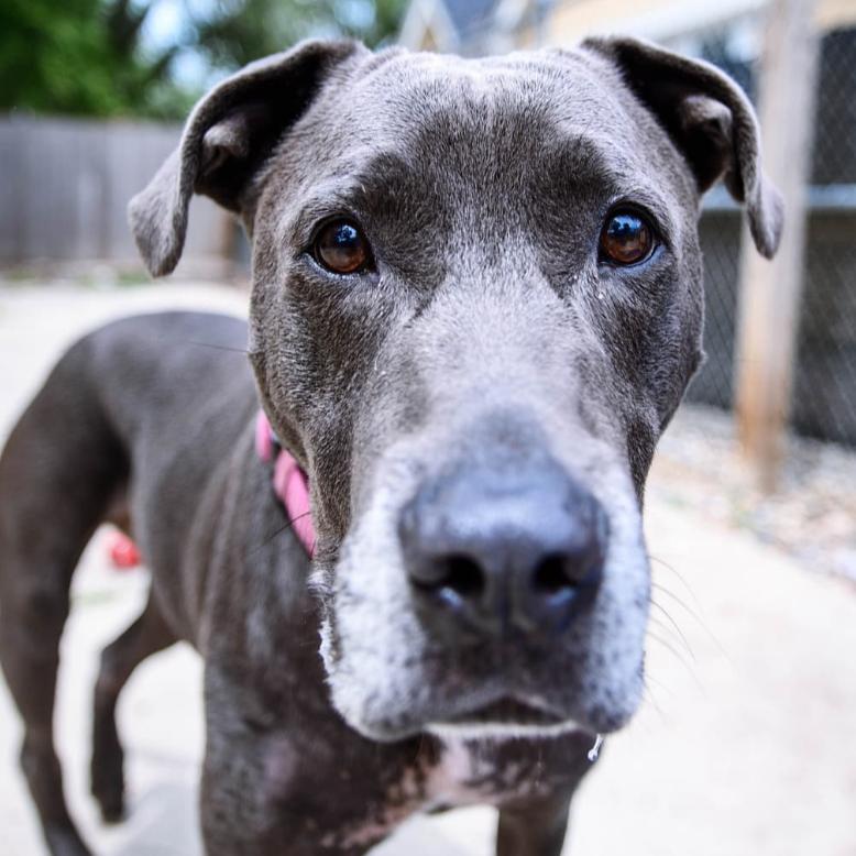 Dior, a Adoptable Pit Bull Terrier in Indianapolis, IN image 5/6