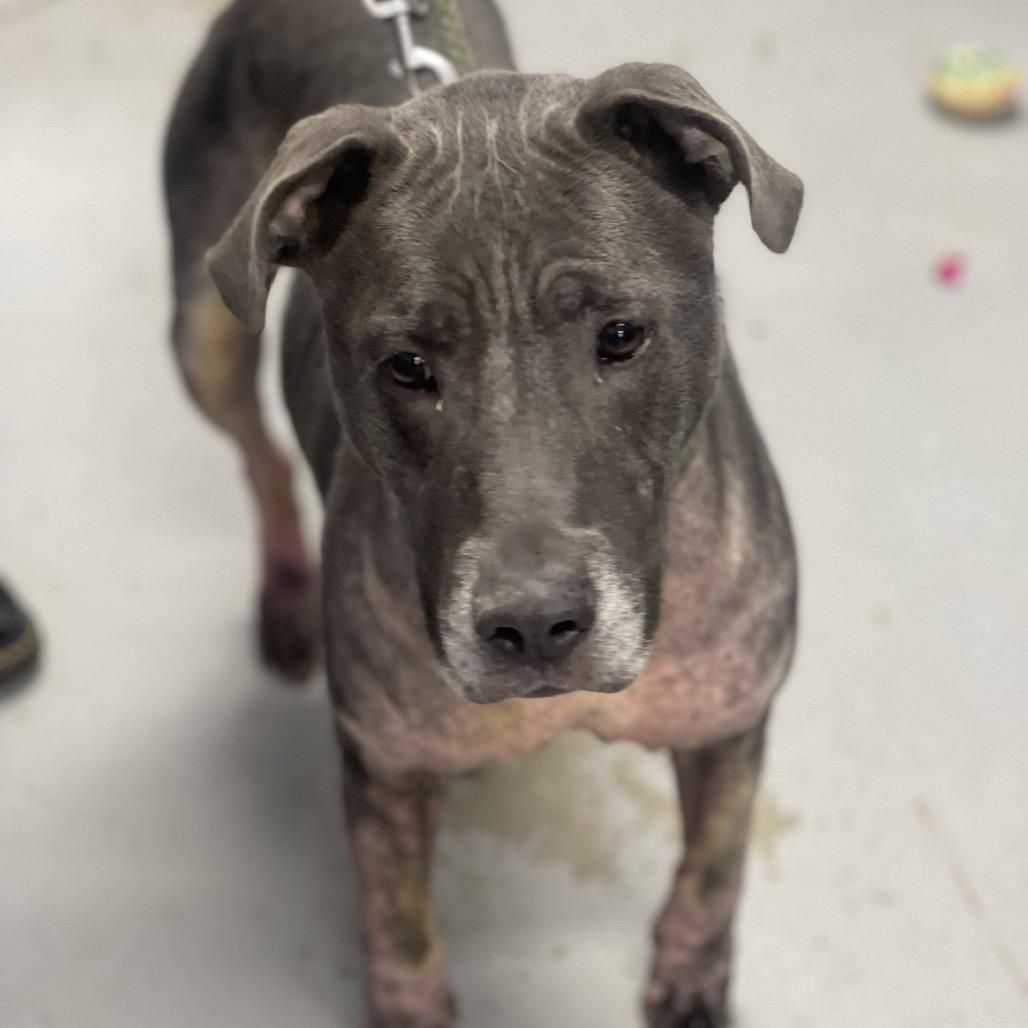 Dior, a Adoptable Pit Bull Terrier in Indianapolis, IN image 5/5