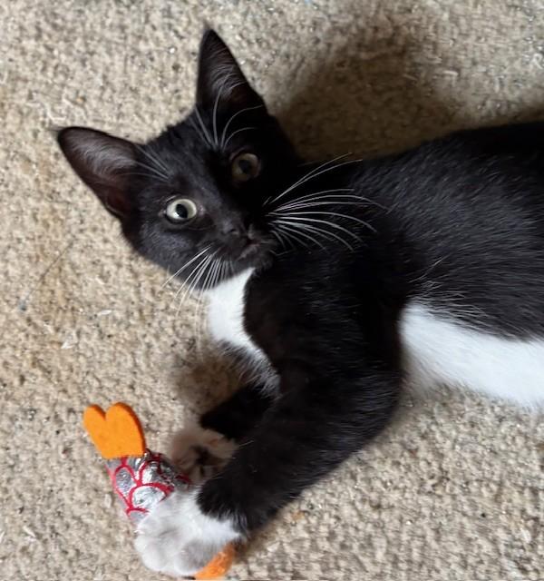 Rowena, a Adoptable Domestic Short Hair in Silverton, OR image 1/6