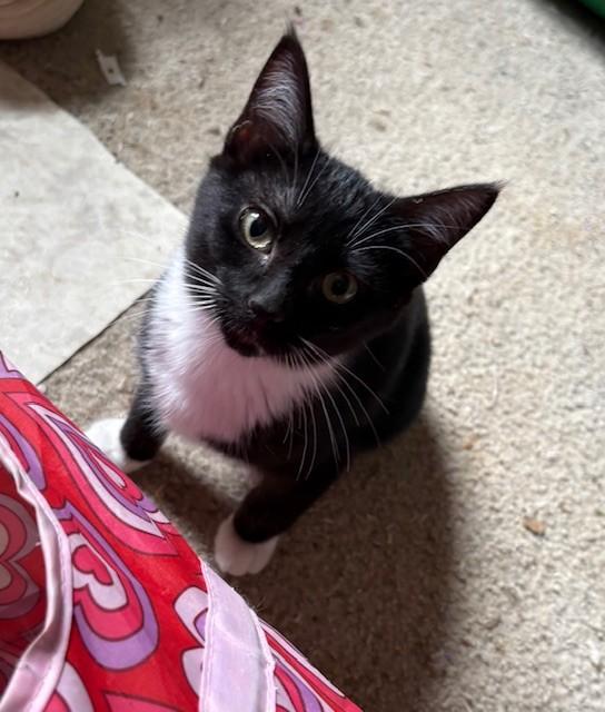 Rowena, a Adoptable Domestic Short Hair in Silverton, OR image 4/6