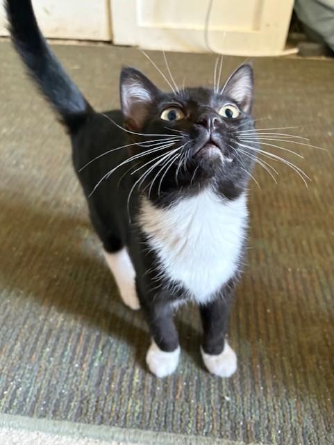 Rowena, a Adoptable Domestic Short Hair in Silverton, OR image 2/6