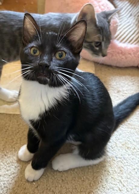 Rowena, a Adoptable Domestic Short Hair in Silverton, OR image 6/6