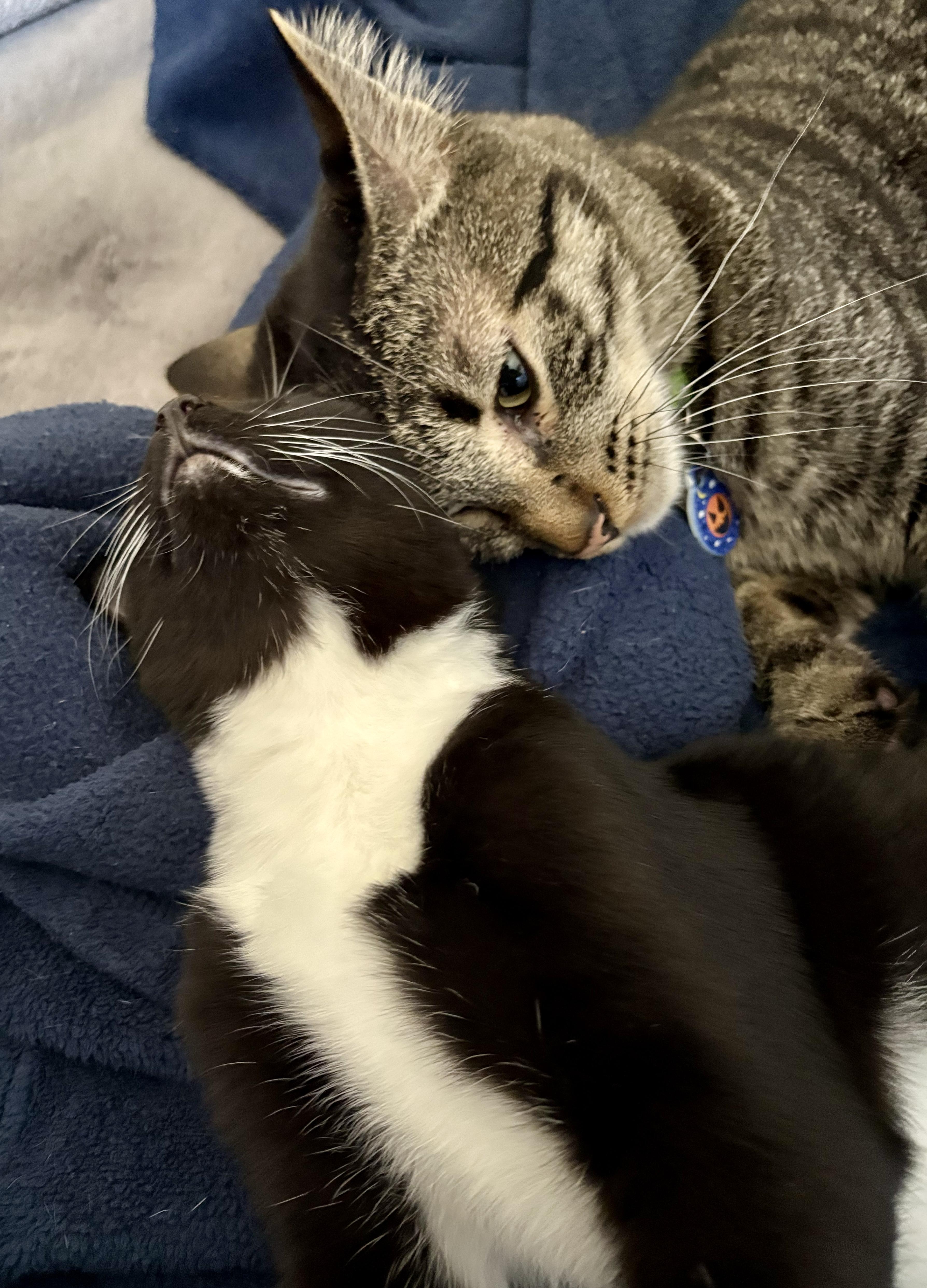 Rowena, a Adoptable Domestic Short Hair in Silverton, OR image 3/6