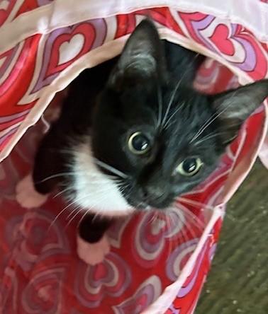 Rowena, a Adoptable Domestic Short Hair in Silverton, OR image 5/6