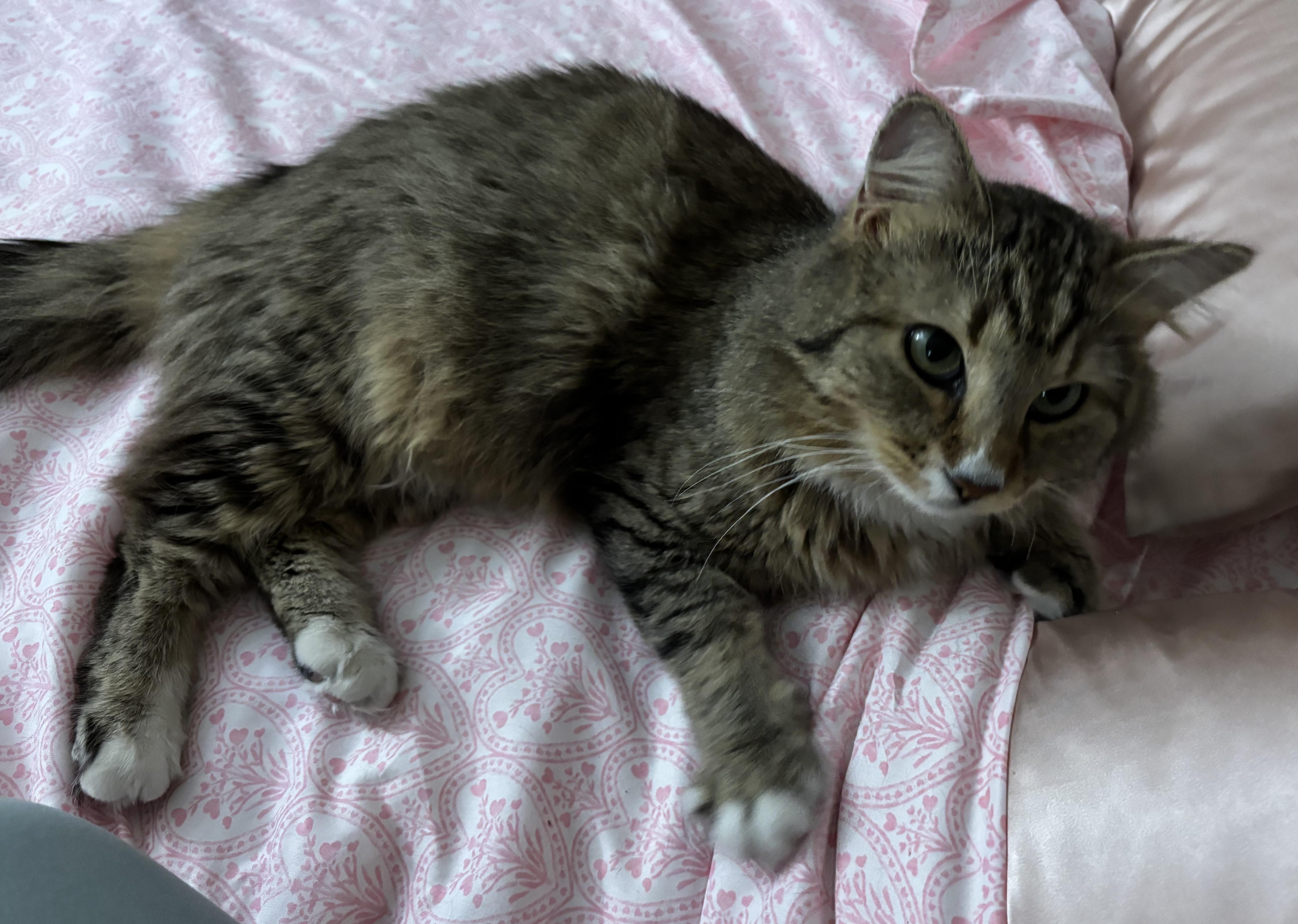 Enlarge Miller, a Adoptable Domestic Long Hair in Spring Hill, FL image 3/5