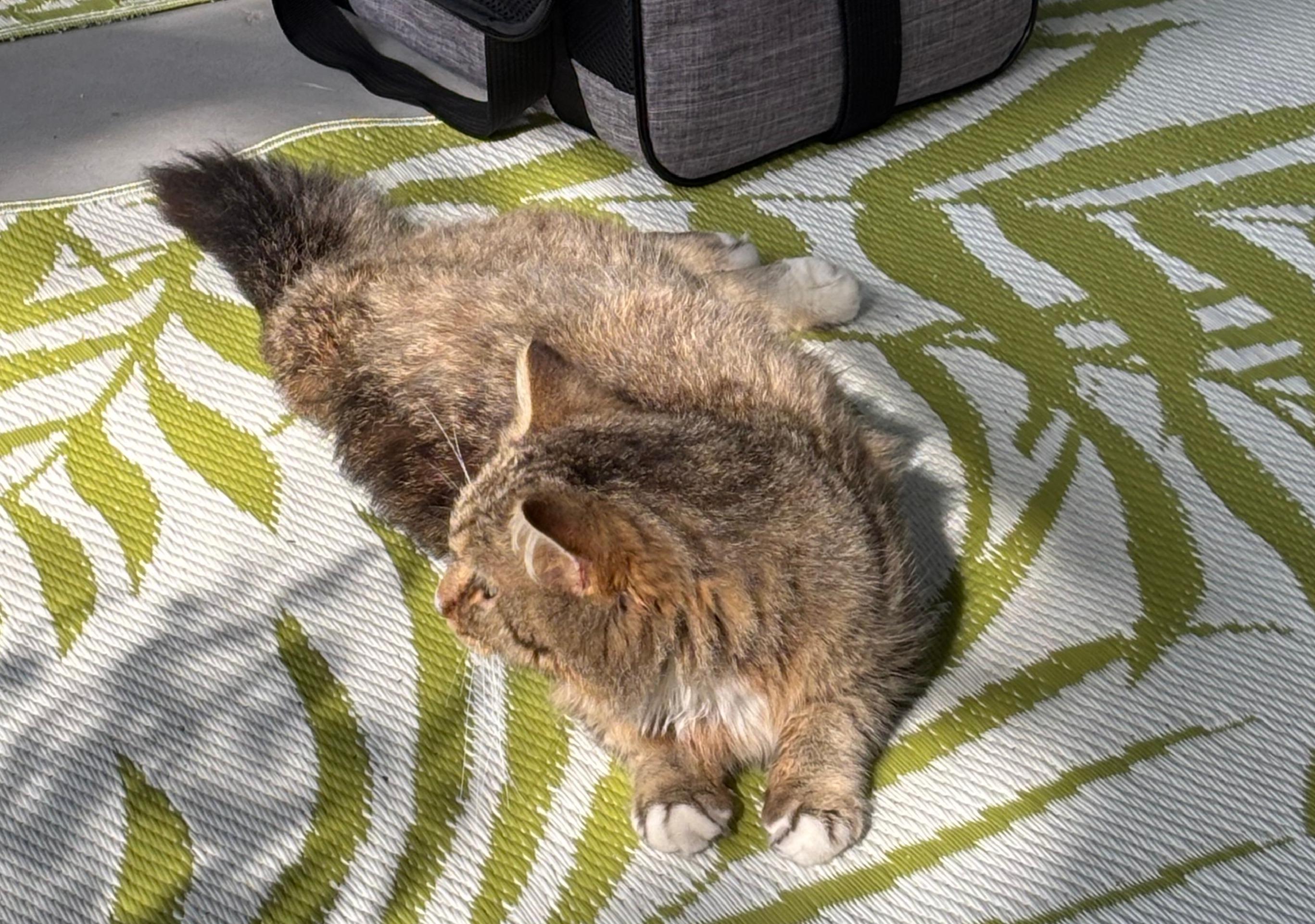 Enlarge Miller, a Adoptable Domestic Long Hair in Spring Hill, FL image 4/5