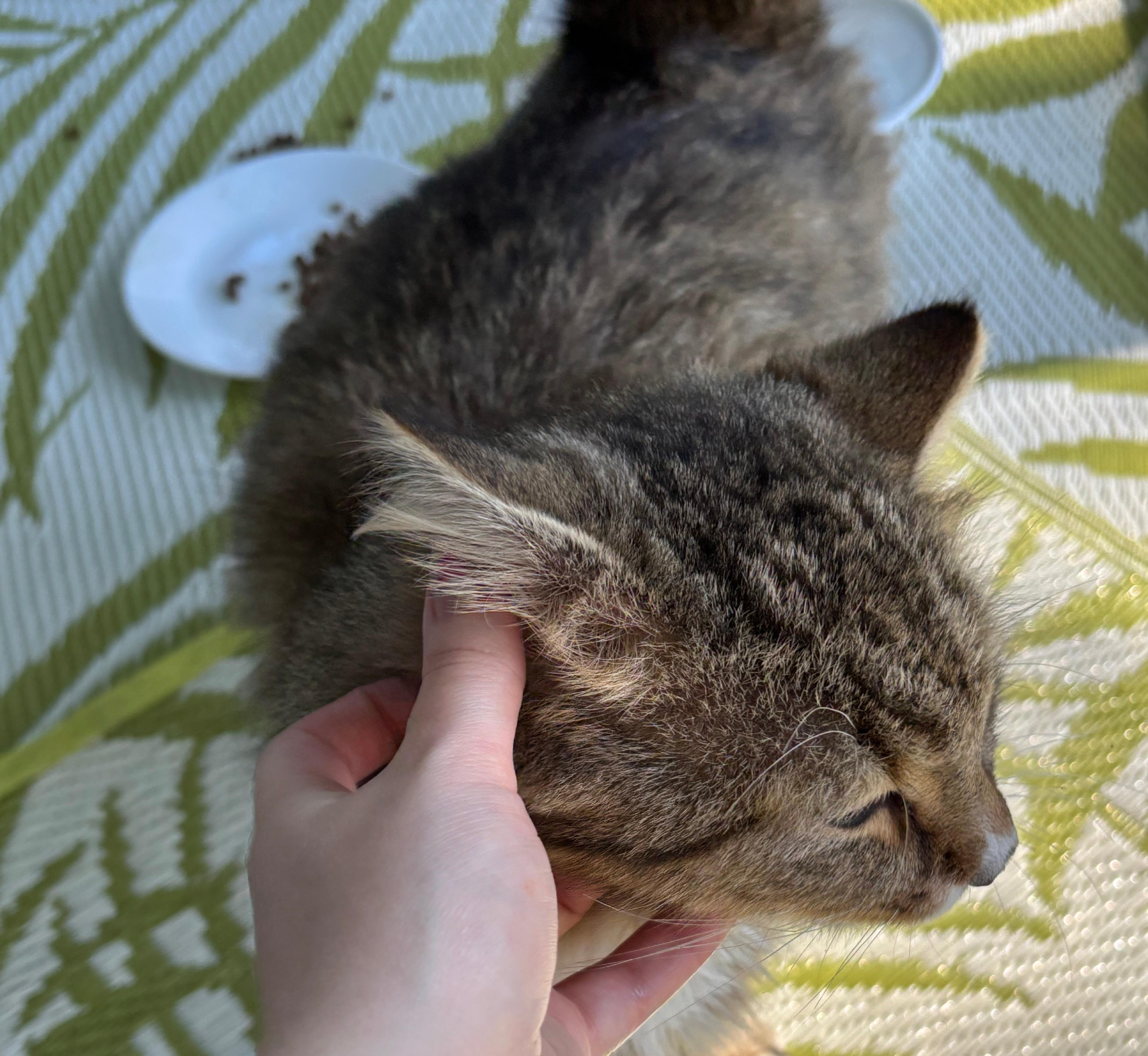 Enlarge Miller, a Adoptable Domestic Long Hair in Spring Hill, FL image 5/5