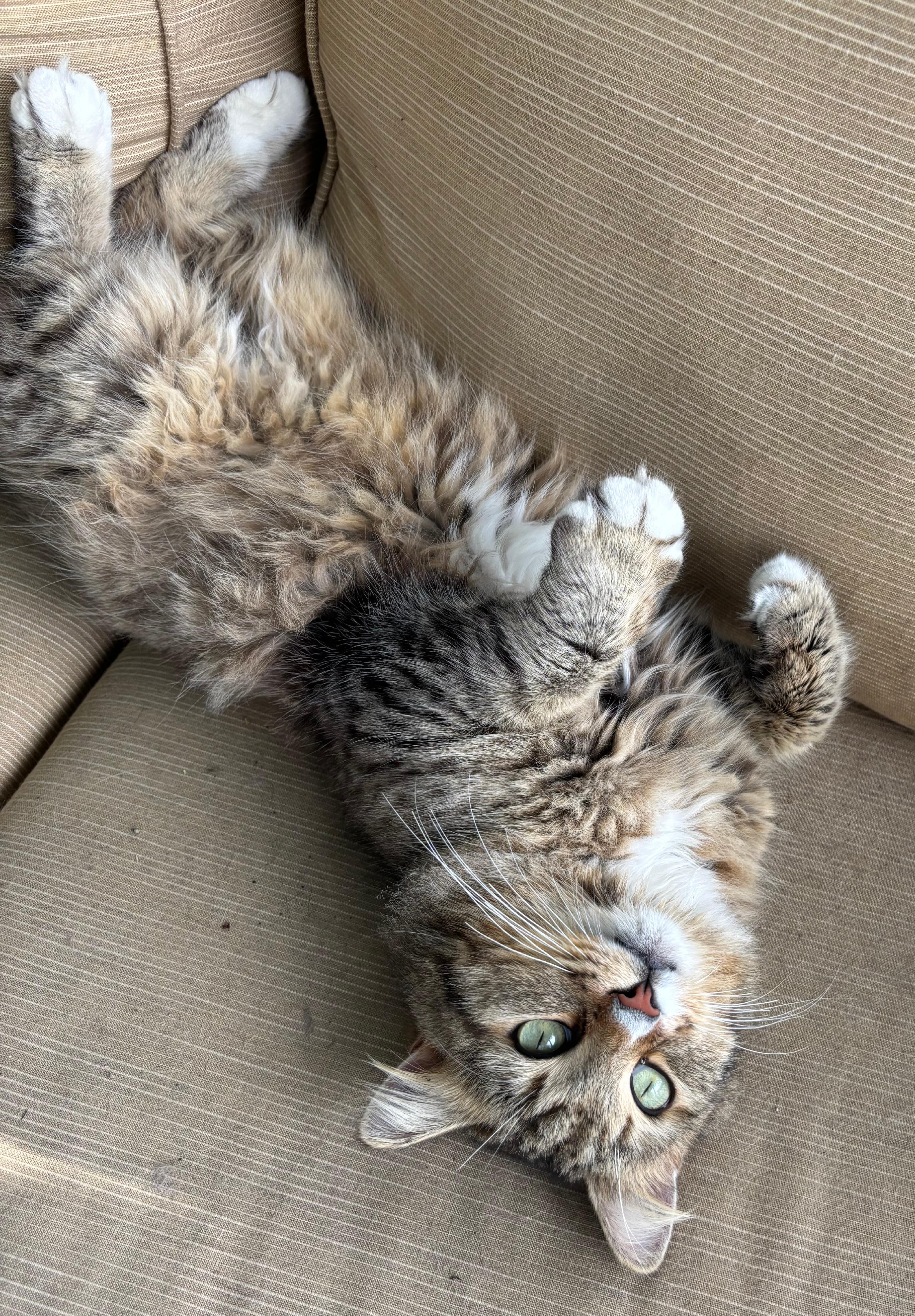 Enlarge Miller, a Adoptable Domestic Long Hair in Spring Hill, FL image 2/5