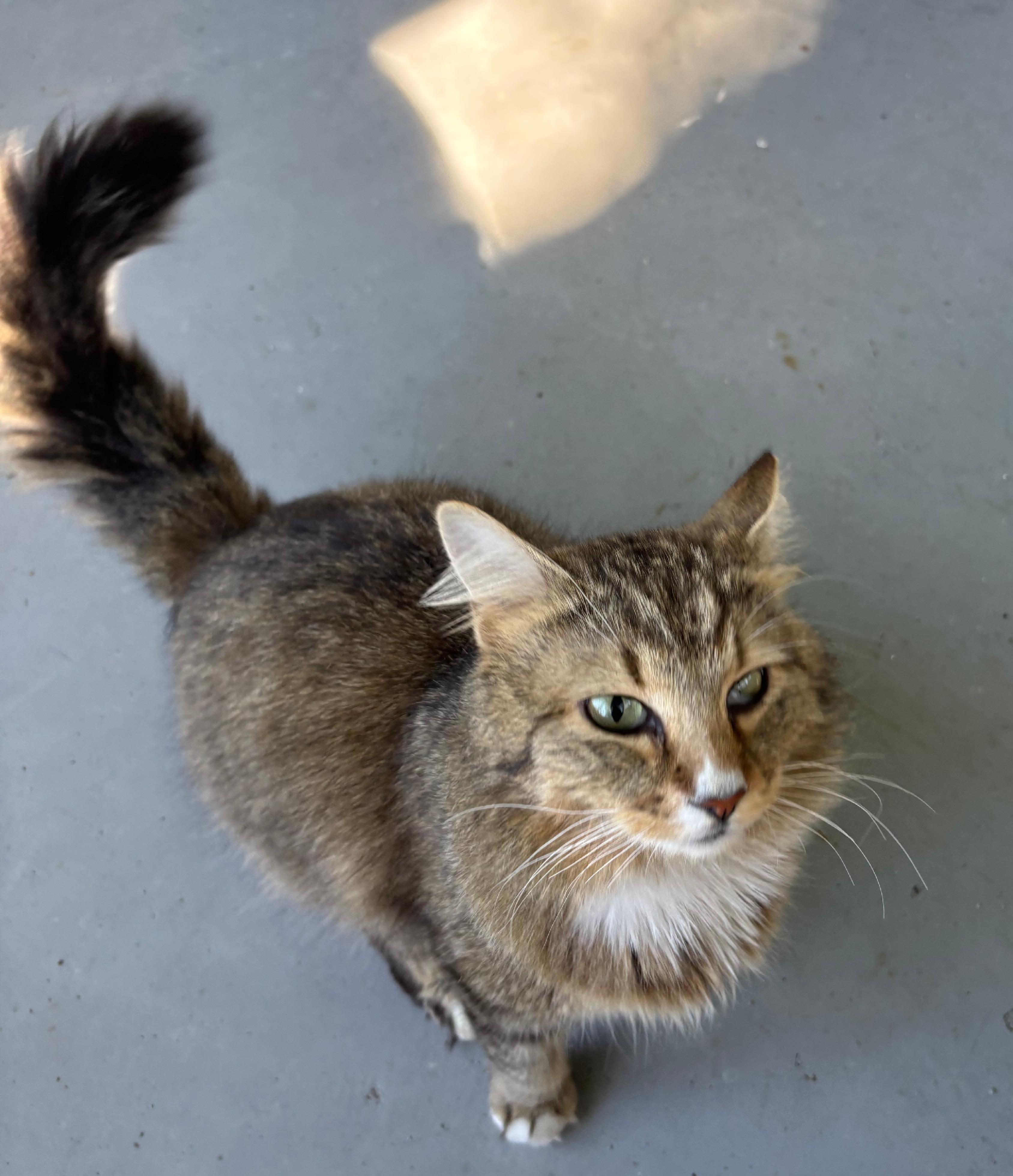 Miller, Adoptable, Adult Male Domestic Long Hair.