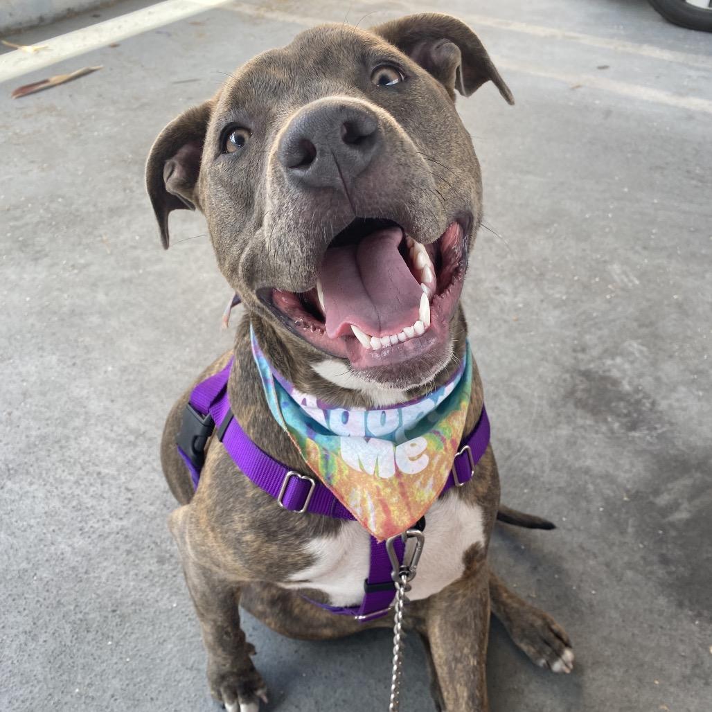 Malama, a Adoptable Mixed Breed in Los Angeles, CA image 1/6