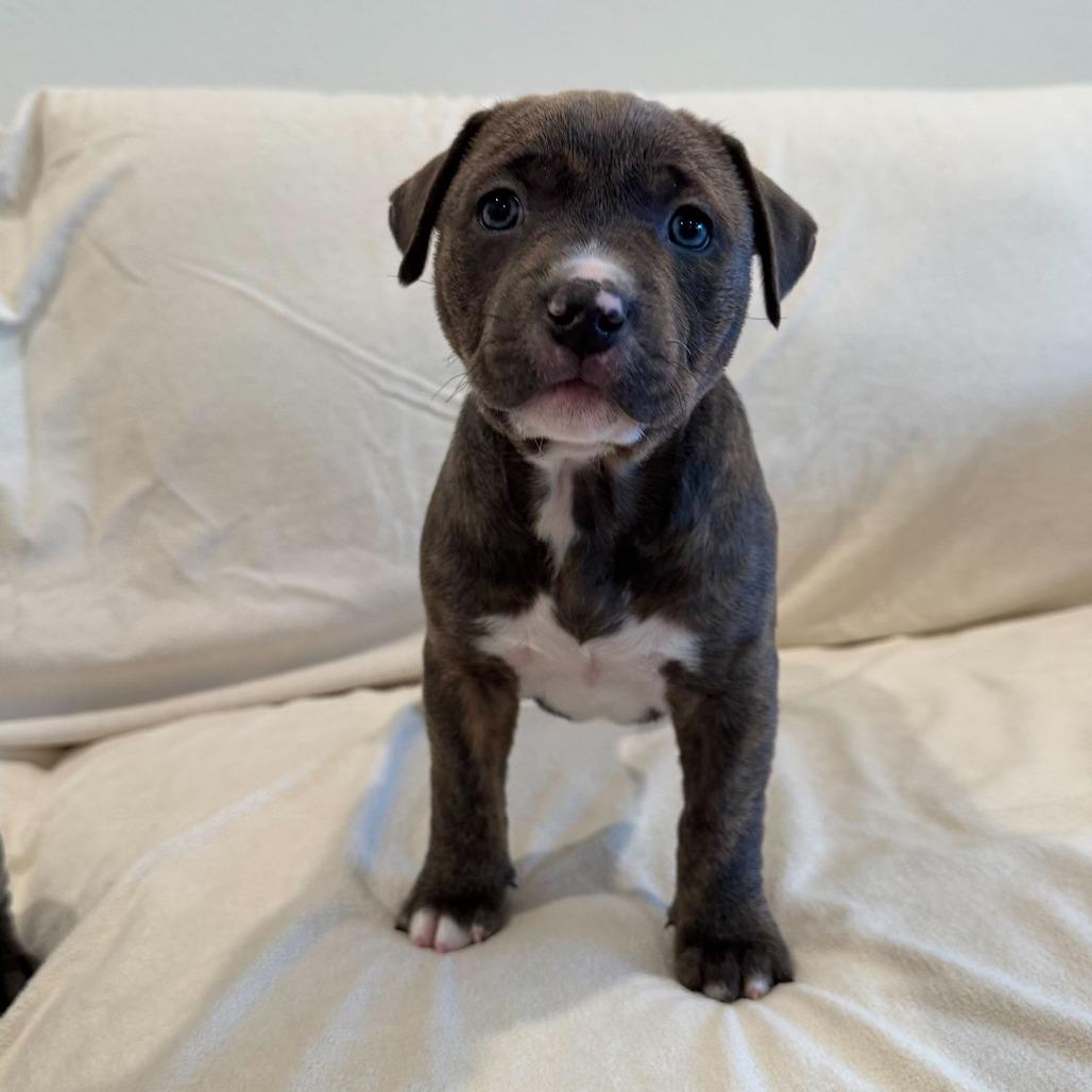 Malama, Adoptable, Young Female Mixed Breed.